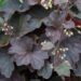 1449_7836_Heuchera_Mocha__3.JPG