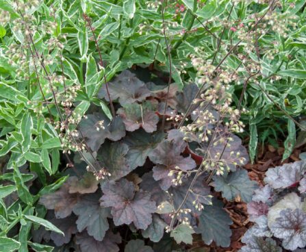 1449_7837_Heuchera_Mocha_.JPG