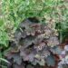 1449_7837_Heuchera_Mocha_.JPG