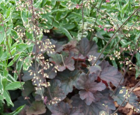 1449_7838_Heuchera_Mocha__2.JPG