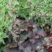 1449_7838_Heuchera_Mocha__2.JPG