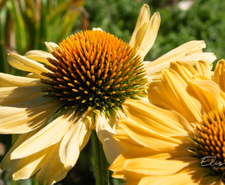 1459_10917_Echinacea_purpurea_Aloha__siilkübar_2.jpg