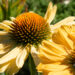 1459_10917_Echinacea_purpurea_Aloha__siilkübar_2.jpg