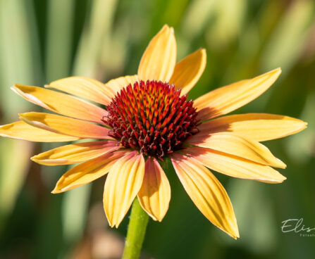 1461_10908_Echinacea_purpurea_Evening_Glow__siilkübar.jpg