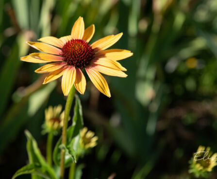 1461_10909_Echinacea_purpurea_Evening_Glow__siilkübar.jpg