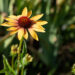 1461_10909_Echinacea_purpurea_Evening_Glow__siilkübar.jpg
