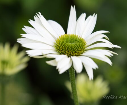 1468_6723_Echinacea_purpurea_Virgin_siilkübar.JPG