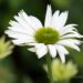 1468_6723_Echinacea_purpurea_Virgin_siilkübar.JPG