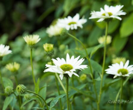 1468_6725_Echinacea_purpurea_Virgin_siilkübar_2.JPG