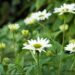 1468_6725_Echinacea_purpurea_Virgin_siilkübar_2.JPG