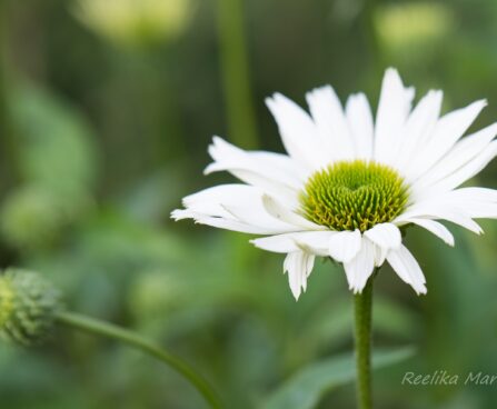 1468_6726_Echinacea_purpurea_Virgin__siilkübar3.JPG