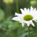 1468_6726_Echinacea_purpurea_Virgin__siilkübar3.JPG
