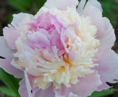 1475_7578_Paeonia_lactiflora_Angel_Cheeks_.JPG