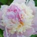 1475_7578_Paeonia_lactiflora_Angel_Cheeks_.JPG