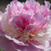 1475_8787_Paeonia_lactiflora_Angel_Cheeks__2.JPG