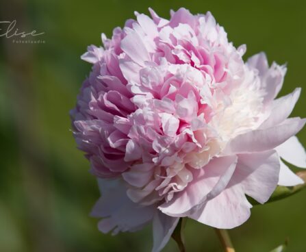 1475_8788_Paeonia_lactiflora_Angel_Cheeks__3.JPG