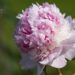 1475_8788_Paeonia_lactiflora_Angel_Cheeks__3.JPG