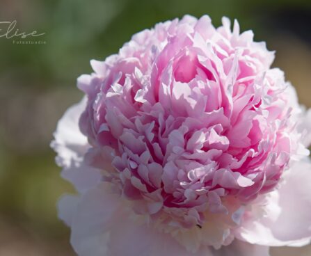 1475_8789_Paeonia_lactiflora_Angel_Cheeks_.JPG