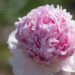 1475_8789_Paeonia_lactiflora_Angel_Cheeks_.JPG