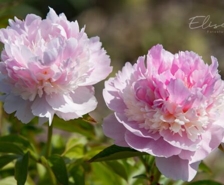 1475_8790_Paeonia_lactiflora_Angel_Cheeks__4.JPG