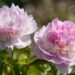 1475_8790_Paeonia_lactiflora_Angel_Cheeks__4.JPG