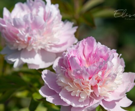 1475_8791_Paeonia_lactiflora_Angel_Cheeks__5.JPG