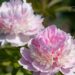 1475_8791_Paeonia_lactiflora_Angel_Cheeks__5.JPG