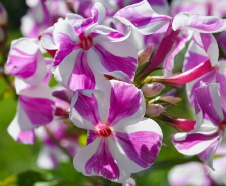 1490_4508_Phlox_Adessa_Lilac_Twist.jpg