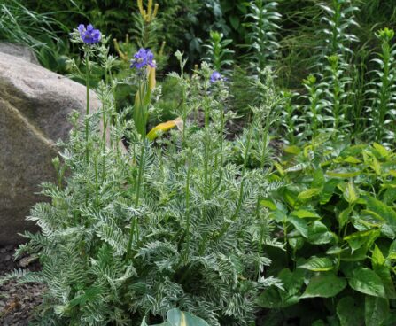 Polemonium caeruleum `Brise d`Anjou` harilik sinilatv