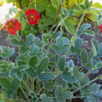 1496_7372_Potentilla_atrosanguinea.JPG