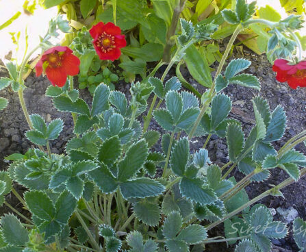 1496_7372_Potentilla_atrosanguinea.JPG