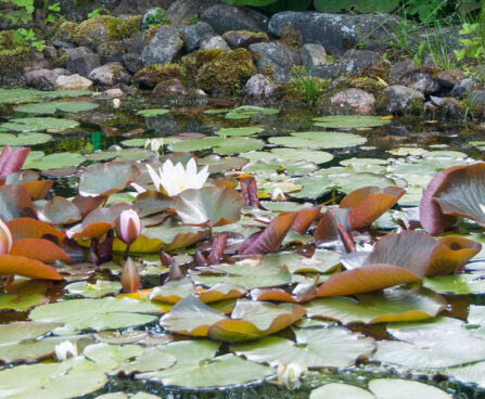 1504_7788_Nymphaea_.JPG