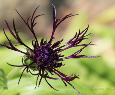 1510_8525_Centaurea_montana_Black_Sprite_.JPG