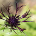 1510_8525_Centaurea_montana_Black_Sprite_.JPG