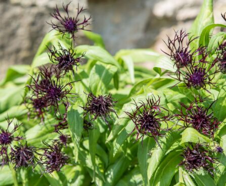 1510_8526_Centaurea_montana_Black_Sprite__2.JPG