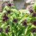 1510_8526_Centaurea_montana_Black_Sprite__2.JPG