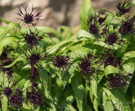 1510_8527_Centaurea_montana_Black_Sprite__3.JPG