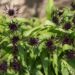 1510_8527_Centaurea_montana_Black_Sprite__3.JPG
