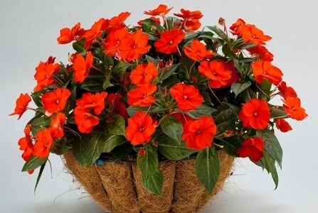 1532_1935_Impatiens_Sunpatiens_Compact_Coral.jpg