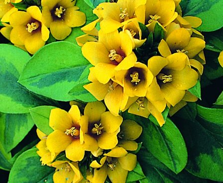 1538_9543_LYS_OutbackSunset_456195.jpg