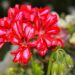 1543_4289_Pelarg._Grand_Ivy_Arctic_Pink.jpg
