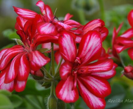 1543_7642_Pelargonium_x_peltatum_Grandeur_Ivy_Arctic_Pink_2.JPG