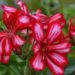 1543_7642_Pelargonium_x_peltatum_Grandeur_Ivy_Arctic_Pink_2.JPG