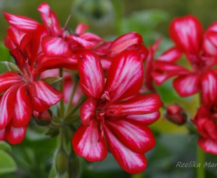 1543_7643_Pelargonium_x_peltatum_Grandeur_Ivy_Arctic_Pink.JPG