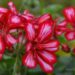 1543_7643_Pelargonium_x_peltatum_Grandeur_Ivy_Arctic_Pink.JPG