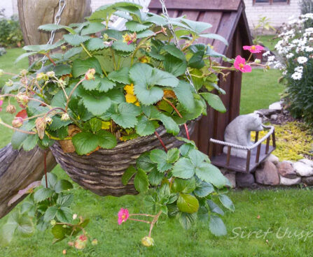 1550_7276_Fragaria.JPG