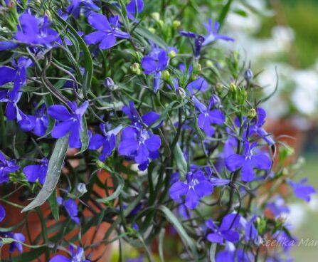 1558_7647_Lobelia_erinus.JPG