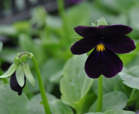 1567_2317_Viola_Venus_Black.JPG