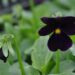 1567_2317_Viola_Venus_Black.JPG