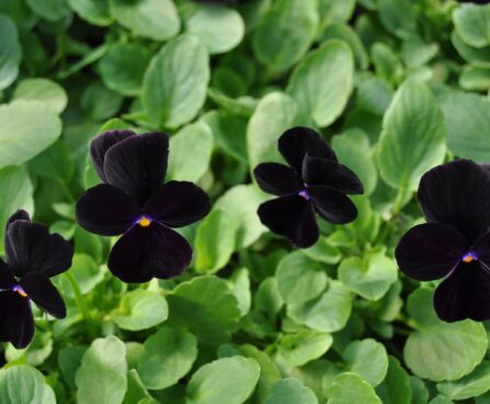 Viola